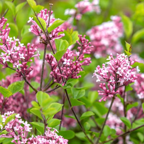 Ceriņi Red Pixie, C2 interface.image 1 interface.art 4803