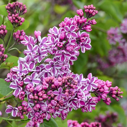 Ceriņi Sensation interface.image 1 interface.art 9095