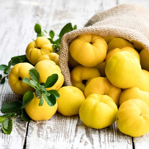 Cidonijas Smyrni interface.image 1 interface.art 6943