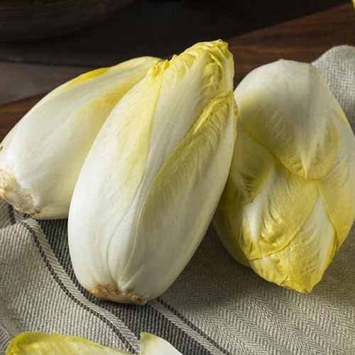 Cigoriņi Mechelse Middelvroeg interface.image 1 interface.art 96502