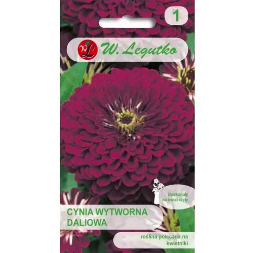 Cinnijas rafinuotosios Violet Queen Legutko interface.image 1 interface.art 69577