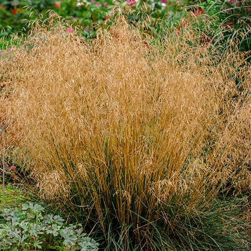 Ciņusmilga Deschampsia Caespitosa Northern Lights interface.image 1 interface.art 5655