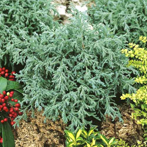 Ciprese Baby Blue , C2 interface.image 1 interface.art 7733