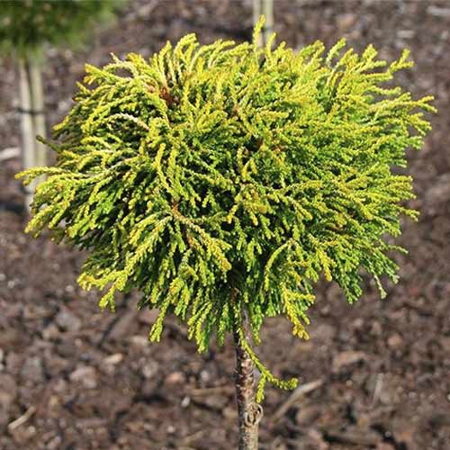 Ciprese Gitte, C4 interface.image 1 interface.art 8244