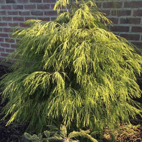 Ciprese Karaca, C4 interface.image 1 interface.art 8243