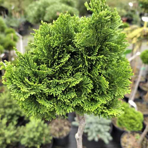 Ciprese Nana Gracilis, C4 interface.image 1 interface.art 8245