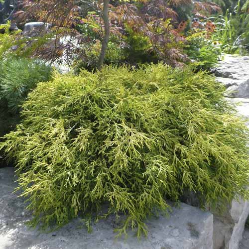 Ciprese Sungold, C2 interface.image 1 interface.art 7761