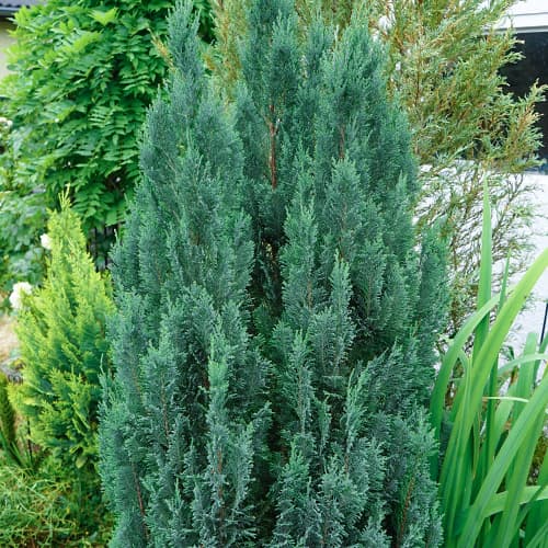 Ciprese Van Pelts Blue interface.image 1 interface.art 9692