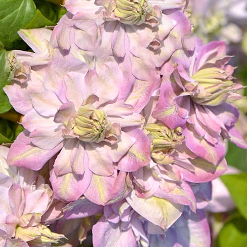 Clematis Anna's Choice, С2 interface.image 1 interface.art 5464