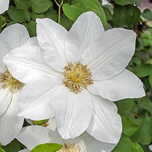 Clematis Sweet Morning, С2 interface.image 1 interface.art 7765