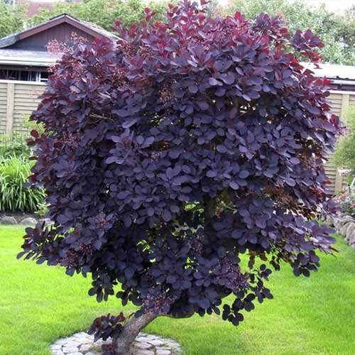 Cotinus Royal Purple, С3 interface.image 1 interface.art 7717