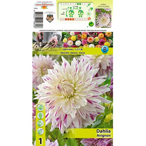 Dālija Avignon interface.image 1 interface.art 70480