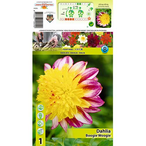 Dālija Boogie Woogie interface.image 1 interface.art 70371