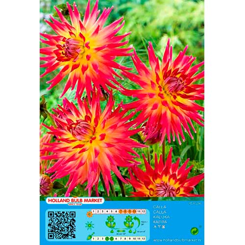 Dālija Bora Bora interface.image 1 interface.art 76411