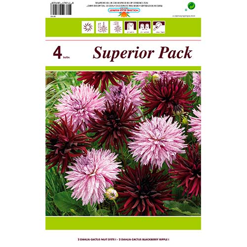 Dālija Cactus Mixed interface.image 1 interface.art 76412