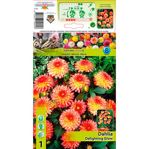 Dālija Delighting Glow interface.image 1 interface.art 76566