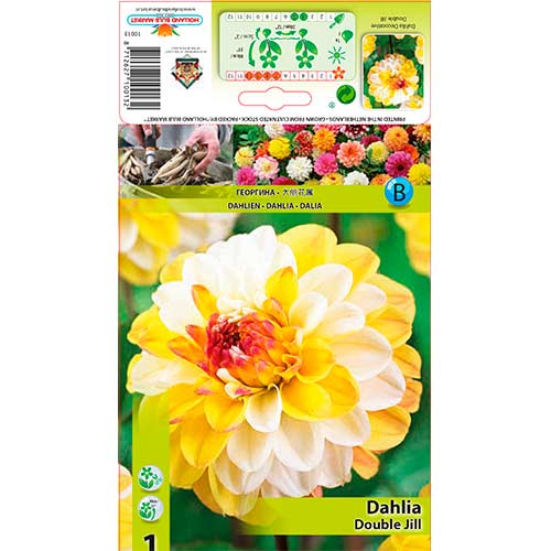 Dālija Double Jill interface.image 1 interface.art 76563