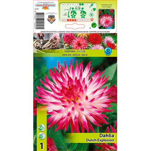 Dālija Dutch Explosion interface.image 1 interface.art 76206