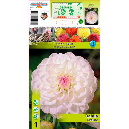 Dālija Eveline interface.image 1 interface.art 76583