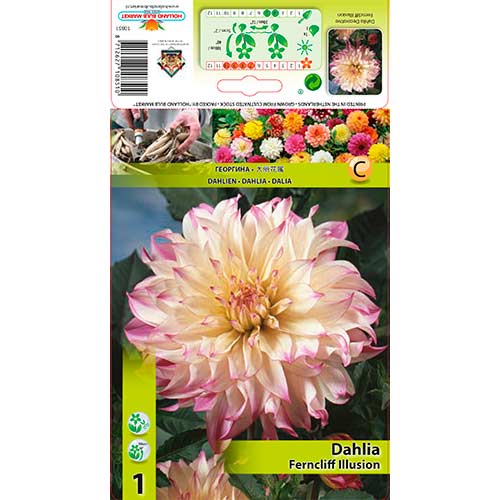 Dālija Ferncliff Illusion interface.image 1 interface.art 76579