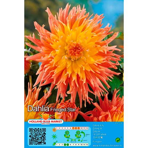 Dālija Fringed Star interface.image 1 interface.art 76417