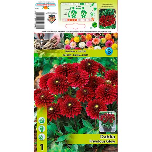 Dālija Frivolous Glow interface.image 1 interface.art 70372