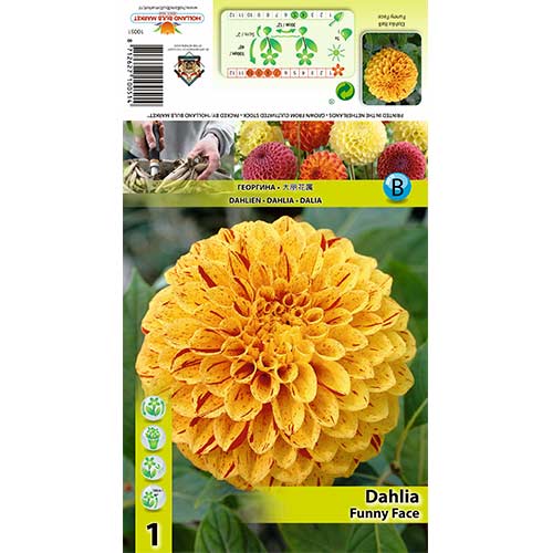 Dālija Funny Face interface.image 1 interface.art 70483