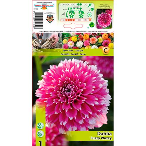 Dālija Fuzzy Wuzzy interface.image 1 interface.art 76580