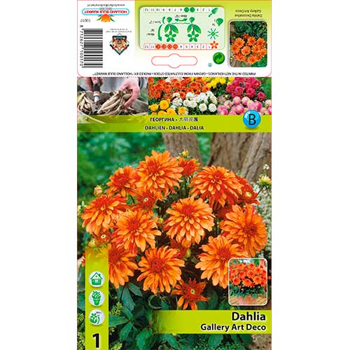 Dālija Gallery Art Deco interface.image 1 interface.art 76207