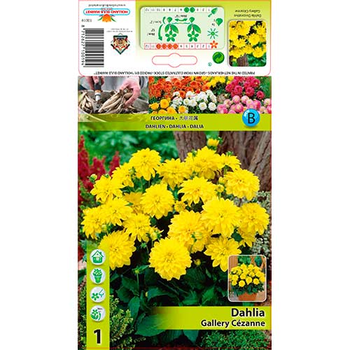 Dālija Gallery Cézanne interface.image 1 interface.art 76562