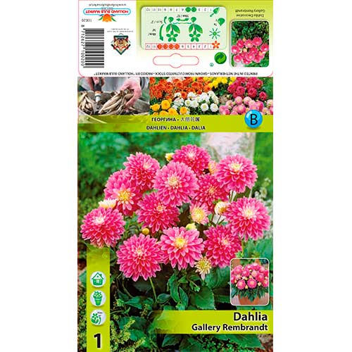 Dālija Gallery Rembrandt interface.image 1 interface.art 76209