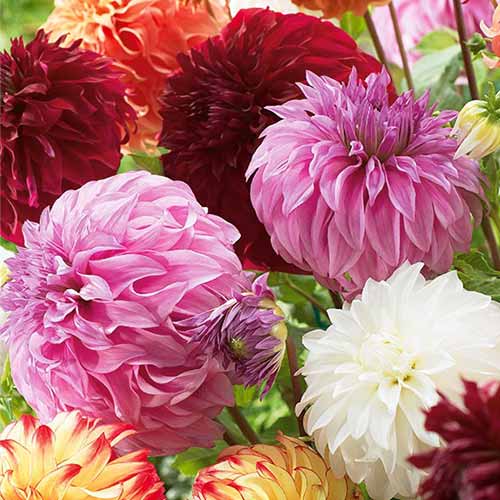 Dālija Giant, dažādas krāsas interface.image 1 interface.art 76512