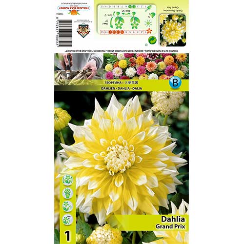 Dālija Grand Prix interface.image 1 interface.art 70373