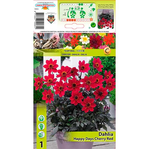 Dālija Happy Days Cherry Red interface.image 1 interface.art 76210