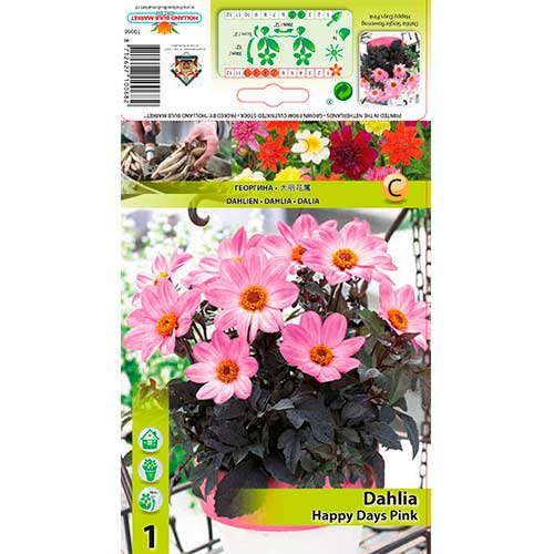 Dālija Happy Days Pink interface.image 1 interface.art 76212