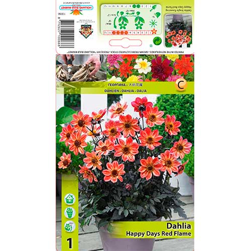 Dālija Happy Days Red Flame interface.image 1 interface.art 76213