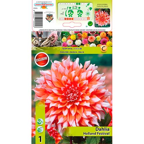 Dālija Holland Festival interface.image 1 interface.art 76581