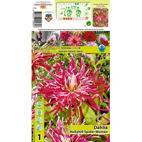 Dālija Hollyhill Spider Woman interface.image 1 interface.art 70375