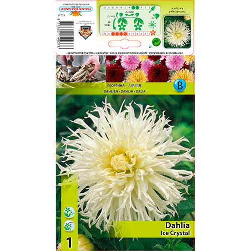 Dālija Ice Crystal interface.image 1 interface.art 76560