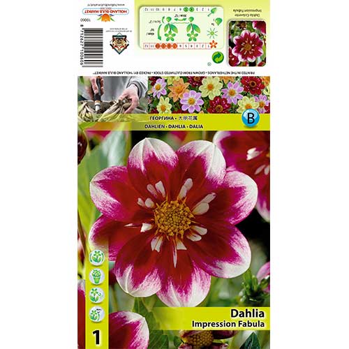 Dālija Impression Fabula interface.image 1 interface.art 70376