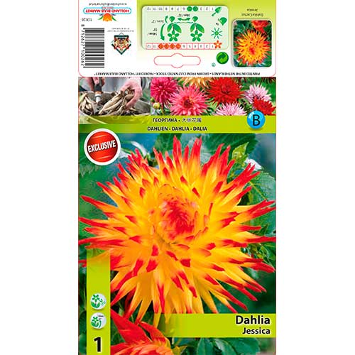 Dālija Jessica interface.image 1 interface.art 76565