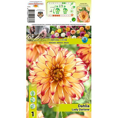 Dālija Lady Darlene interface.image 1 interface.art 70377