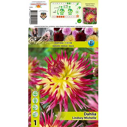 Dālija Lindsay Michelle interface.image 1 interface.art 70378