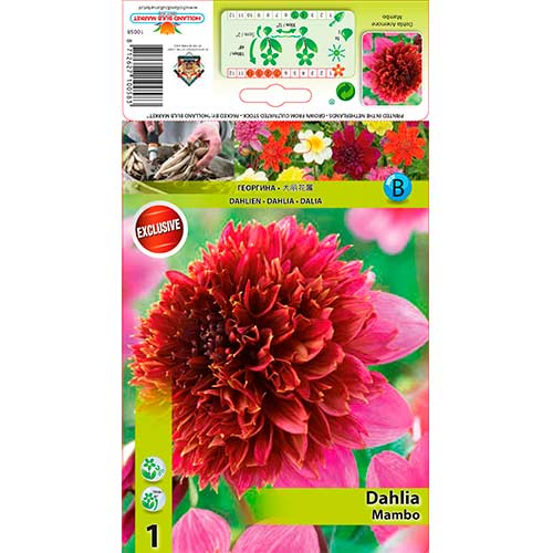 Dālija Mambo interface.image 1 interface.art 76214