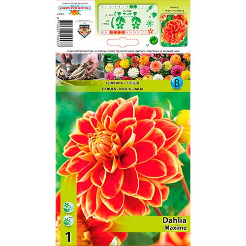 Dālija Maxime interface.image 1 interface.art 76423