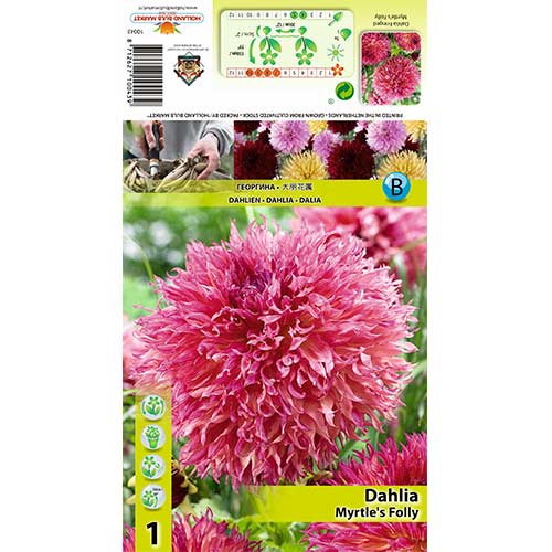 Dālija Myrtle’s Folly interface.image 1 interface.art 70482