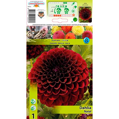 Dālija Natal interface.image 1 interface.art 76568