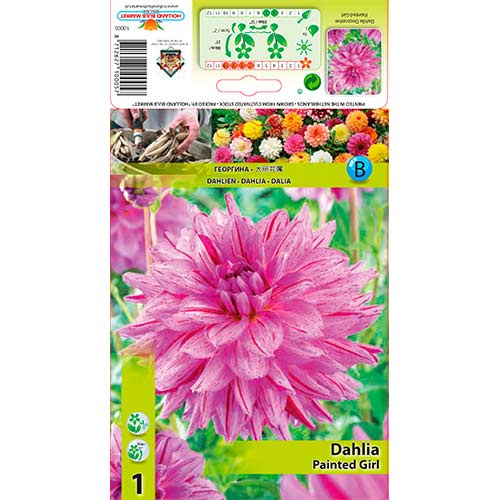 Dālija Painted Girl interface.image 1 interface.art 76574