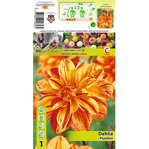 Dālija Pasolini interface.image 1 interface.art 70380