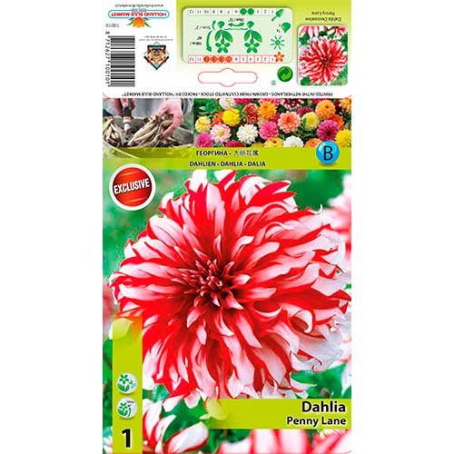 Dālija Penny Lane interface.image 1 interface.art 76217